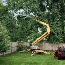 How Our Tree Care Process Works  in  St Johns, AZ