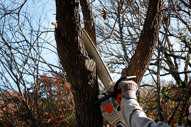 Reliable St Johns, AZ Tree Services Solutions