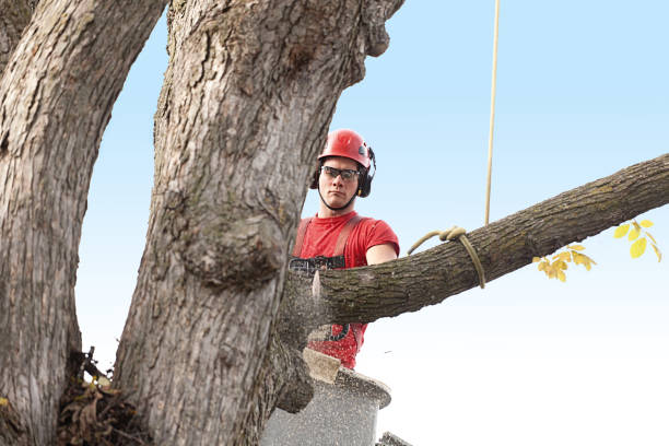 Best Hazardous Tree Removal  in St Johns, AZ